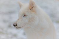 Portrait_Polarwolf